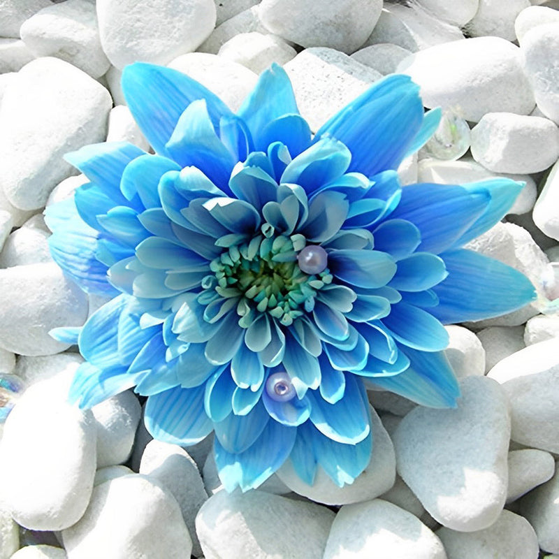 Chrysanthème Bleu Broderie Diamant