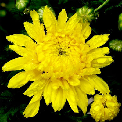 Chrysanthème Jaune Broderie Diamant
