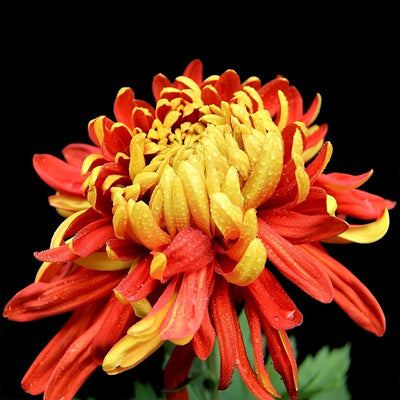 Chrysanthème Jaune et Rouge Broderie Diamant