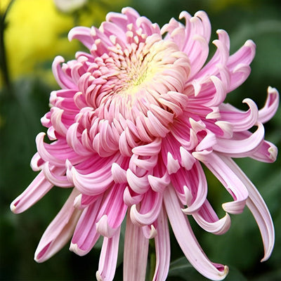 Chrysanthème Rose Broderie Diamant