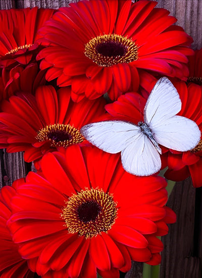 Chrysanthèmes Rouges et Papillon Blanc Broderie Diamant