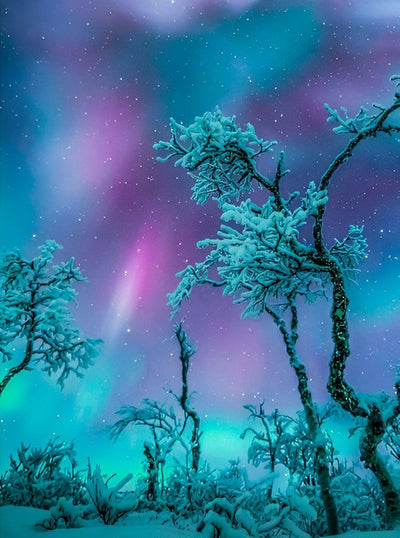 Ciel Etoilé et Arbres Enneigés Broderie Diamant