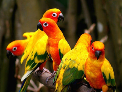 Cinq Perroquets en Couleurs Rouge, Jaune et Vert Broderie Diamant
