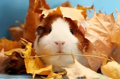 Cochon d'Inde et les Feuilles d'Automne Broderie Diamant