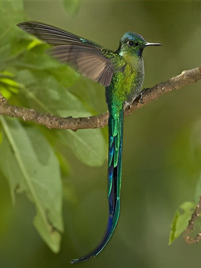 Colibri à Longue Queue Broderie Diamant