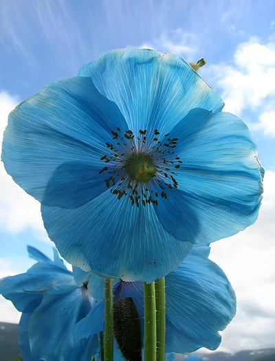 Coquelicots Bleus et le Ciel Bleu Broderie Diamant