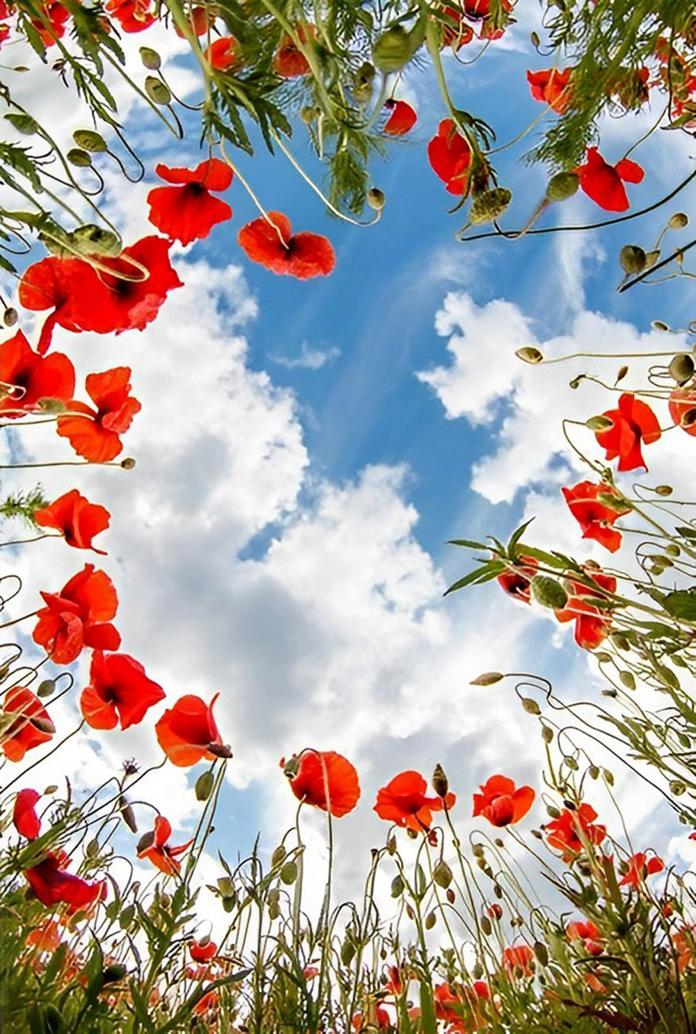 Coquelicots Rouges et le Ciel Broderie Diamant