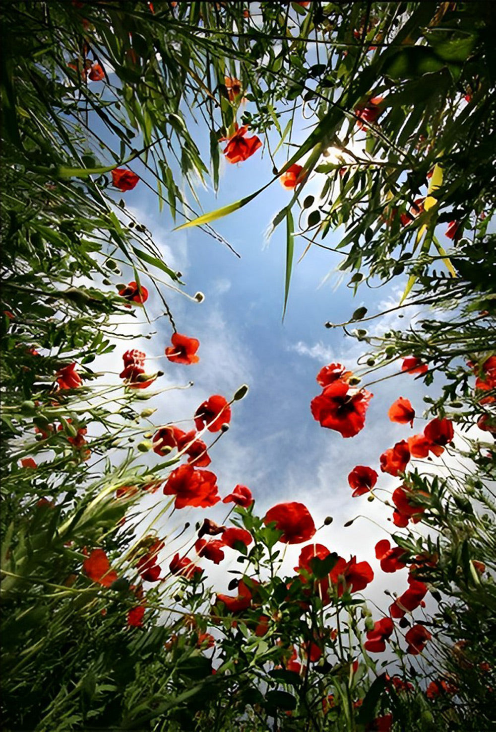 Coquelicots Rouges Fleur Broderie Diamant