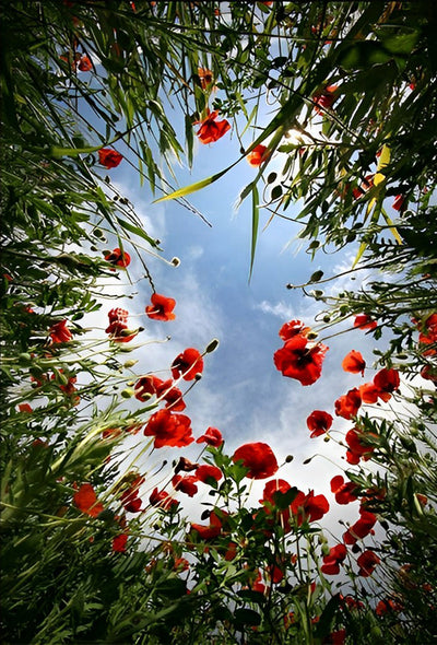 Coquelicots Rouges Fleur Broderie Diamant
