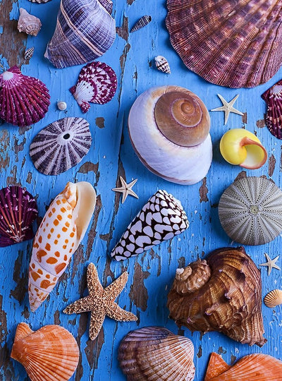 Coquilles Maritimes Broderie Diamant