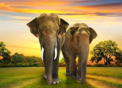 Couple d'Éléphant Broderie Diamant