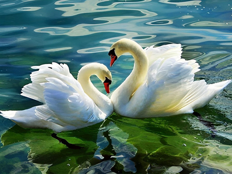 Couple de Cygnes Broderie Diamant