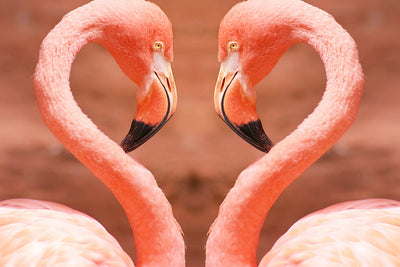 Couple de Flamants en Forme du Cœur Broderie Diamant