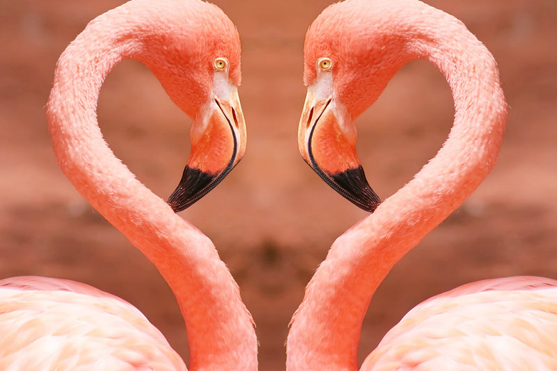 Couple de Flamants en Forme du Cœur Broderie Diamant
