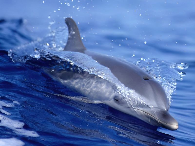 Dauphin à la Surface de la Mer Broderie Diamant