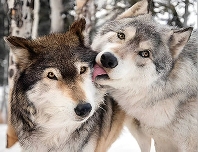 Des Loups se Lèchant Broderie Diamant