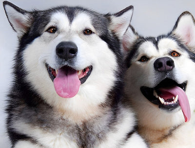 Deux Adorables Chiens Huskies Animal Broderie Diamant