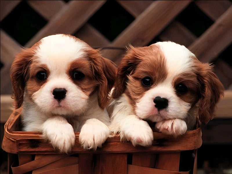 Deux Adorables Chiots Cavalier King Charles Broderie Diamant