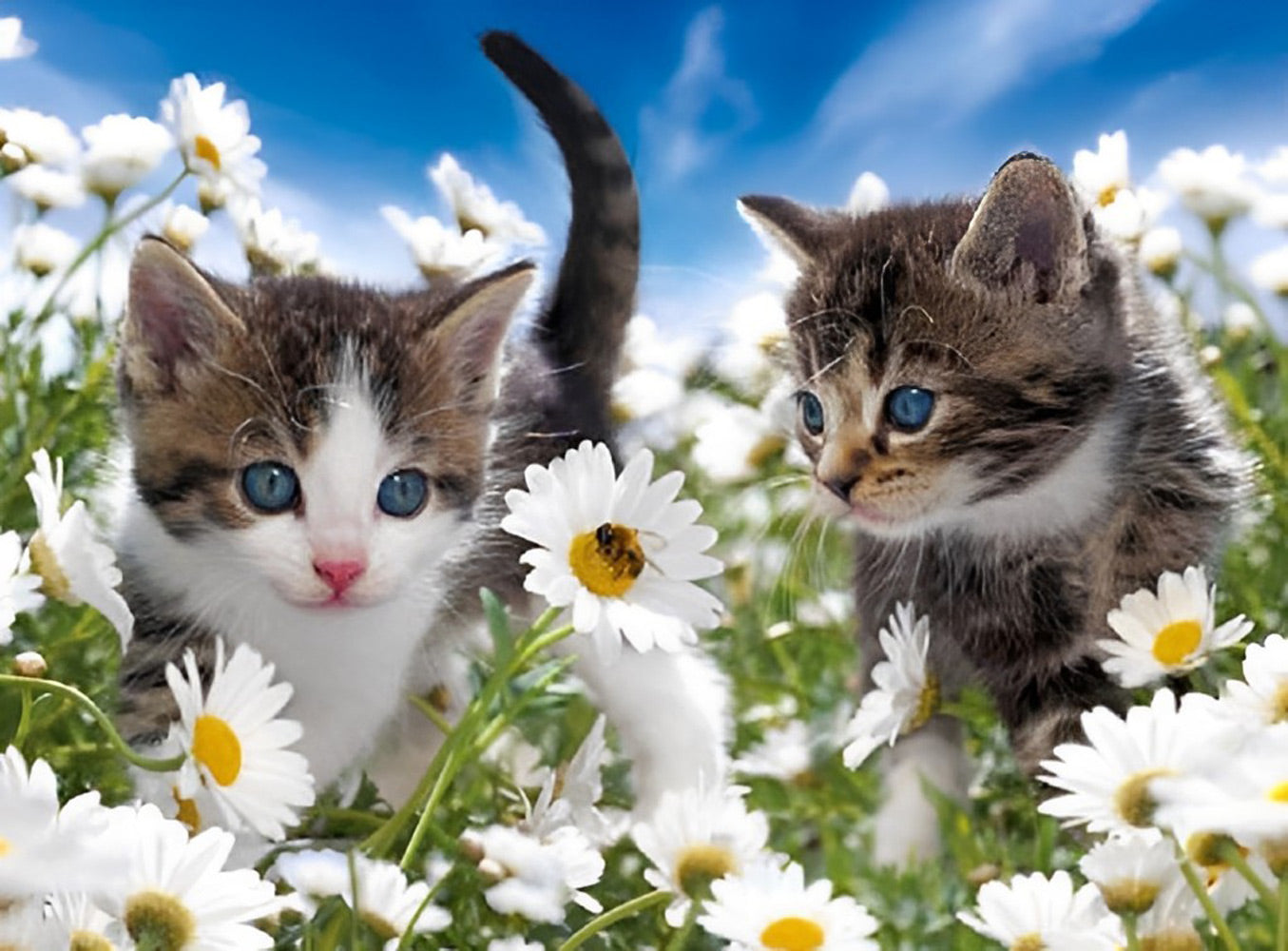 Deux Chatons et Marguerites Broderie Diamant