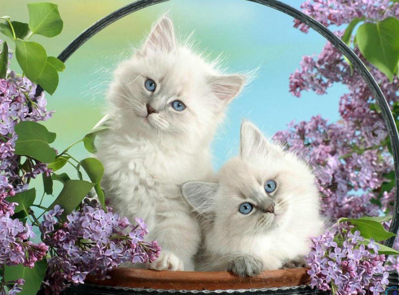 Deux Chats Blancs et Lavandes Broderie Diamant
