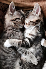 Deux Chats Tigrés S'Embrassant Broderie Diamant