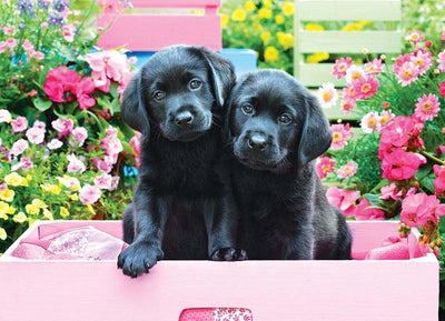 Deux Chiot Noir dans Jardin Animal Broderie Diamant