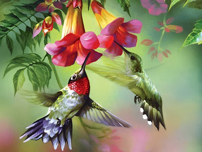 Deux Colibris Volants et Ipomées du Nil Roses Broderie Diamant