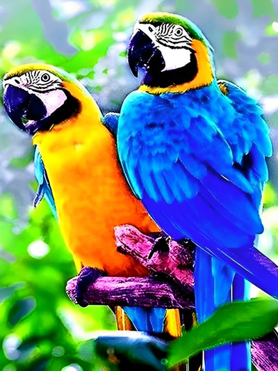 Deux Perroquets Colorés Broderie Diamant