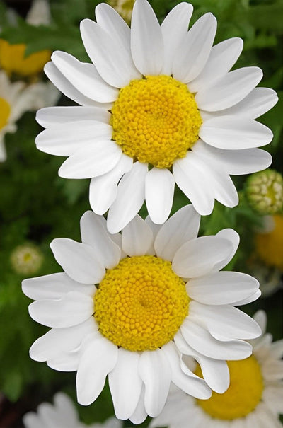 Deux Petits Chrysanthèmes Blancs Broderie Diamant