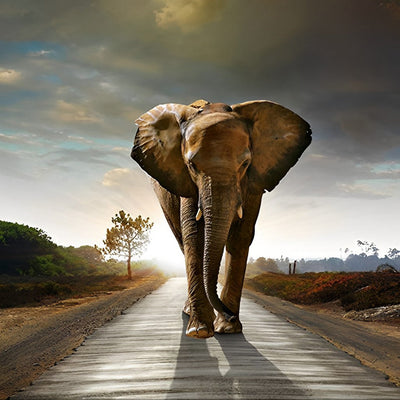 Éléphant dans la Lumière Broderie Diamant