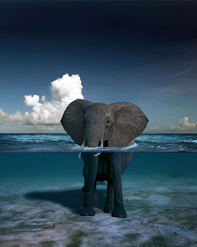 Éléphant Debout dans la Mer Broderie Diamant