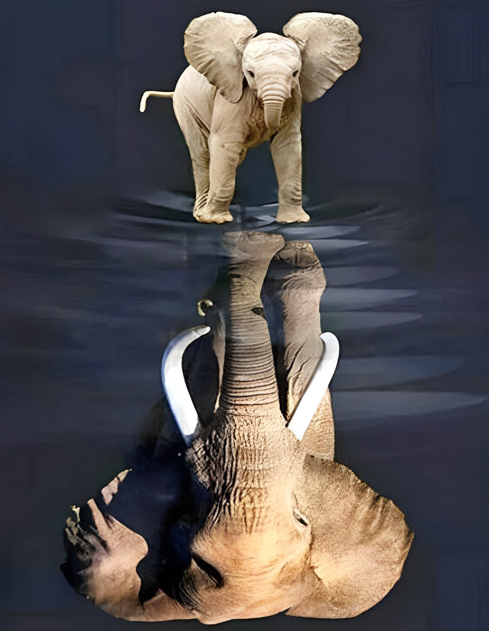 Éléphanteau et Éléphant dans le Reflet Broderie Diamant