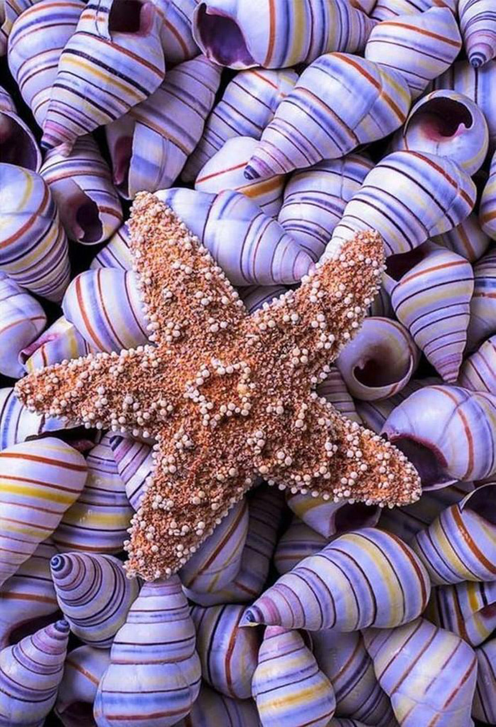 Étoile De Mer et Conques Violettes Broderie Diamant