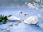 Famille de Cygne et les Fleurs Broderie Diamant