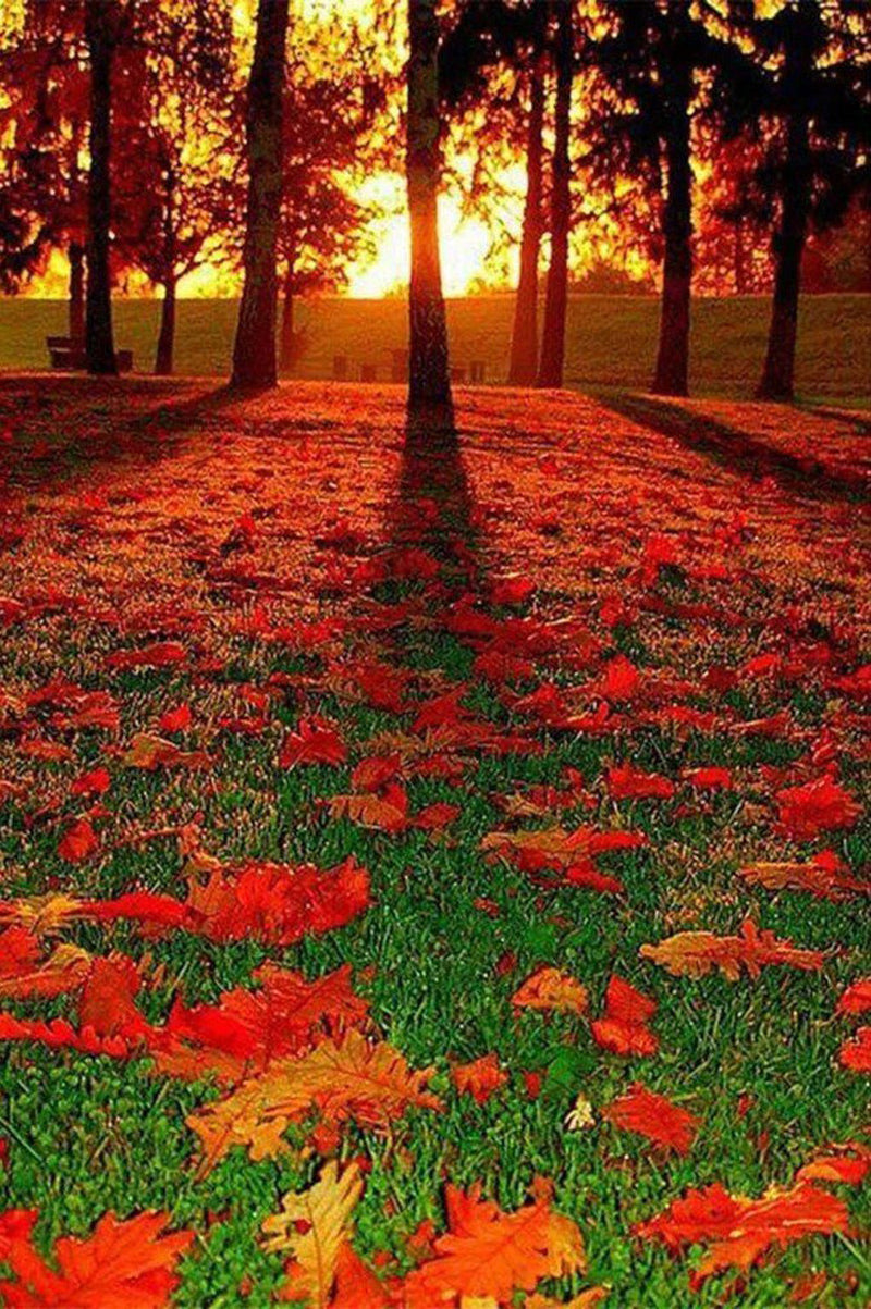 Feuilles d&