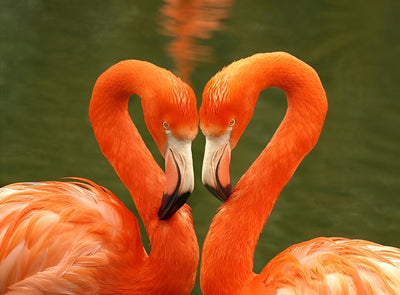 Flamants en Forme du Cœur Broderie Diamant