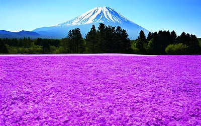 Fleurs Voilettes et Volcan Broderie Diamant