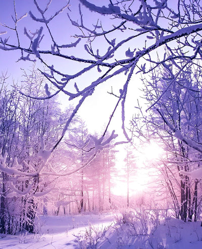 Forêt Rcouverte de Neige Tôt le Matin Broderie Diamant