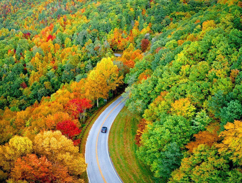Forêt vue de Ciel Broderie Diamant