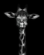 Girafe Noire et Blanche Broderie Diamant