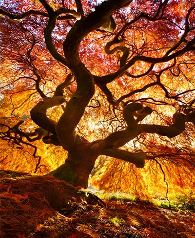 Grand Arbre avec des Feuilles Oranges Broderie Diamant