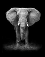 Grand Éléphant Noir et Blanc Broderie Diamant