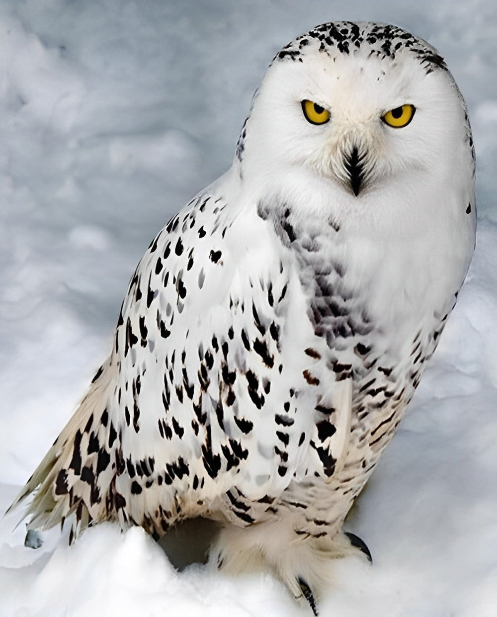 Harfang des Neiges sur la Neige Broderie Diamant