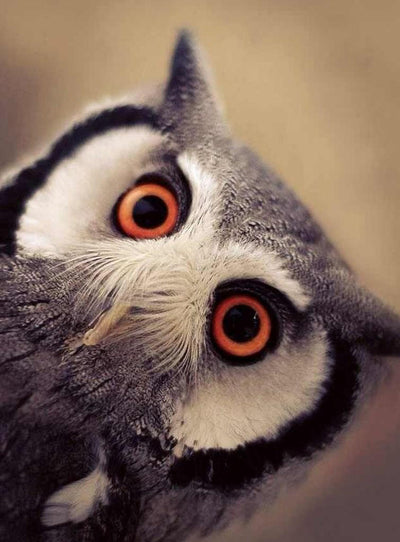 Hibou à Tête Inclinée aux Yeux Rouges Broderie Diamant