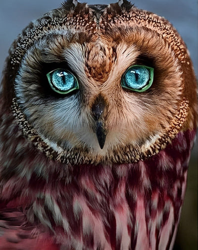 Hibou aux Yeux Bleus Broderie Diamant