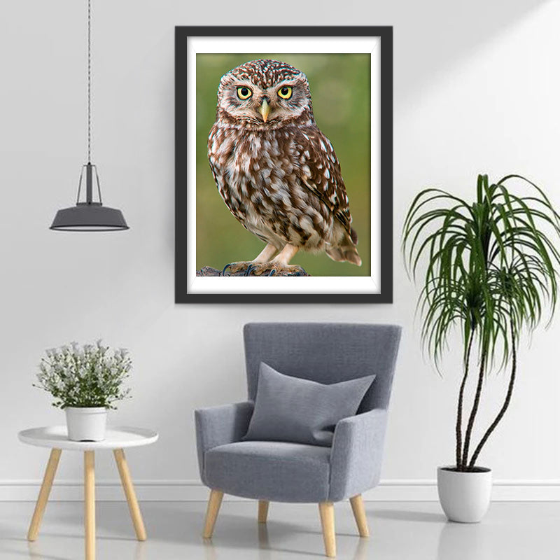Hibou Brun Broderie Diamant