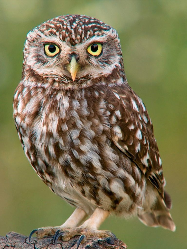 Hibou Brun Broderie Diamant