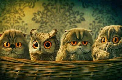 Hibou et Chatons Broderie Diamant