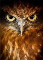 Hibou Orange Sérieux Broderie Diamant