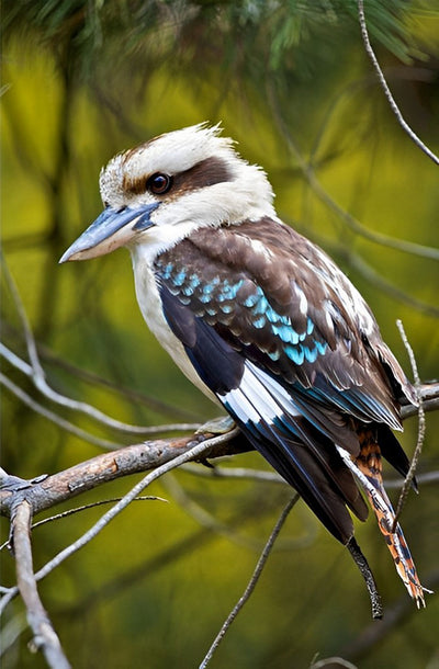 Kookaburra sur la Branche Broderie Diamant
